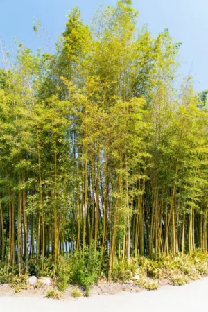 Bamboo Grove