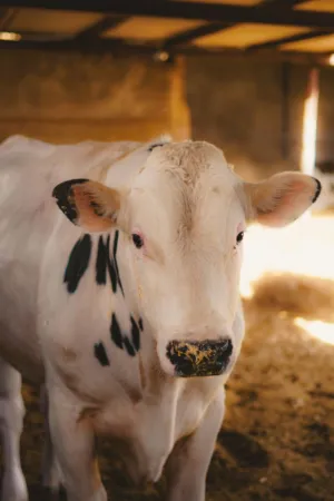 Cow In Barn