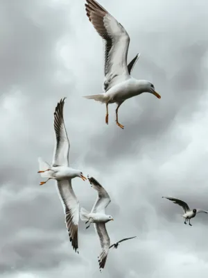Seagulls In Flight