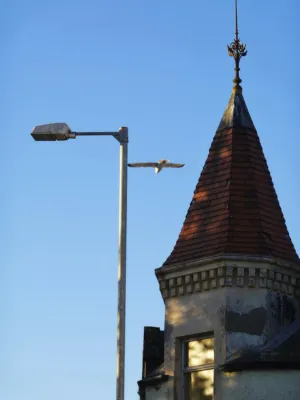 Urban Bird