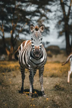 Zebra In The Wild