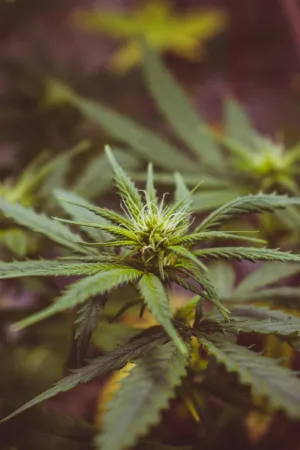 Cannabis Bud