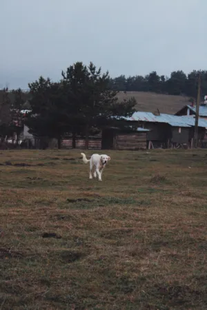 Dog In A Field