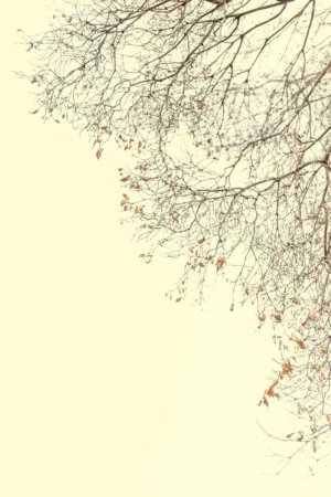 Autumn Branches