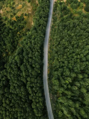 Forest Road
