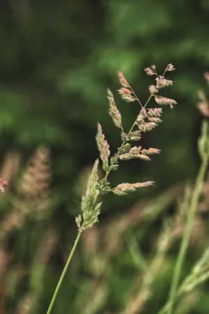 Grass Seed Head