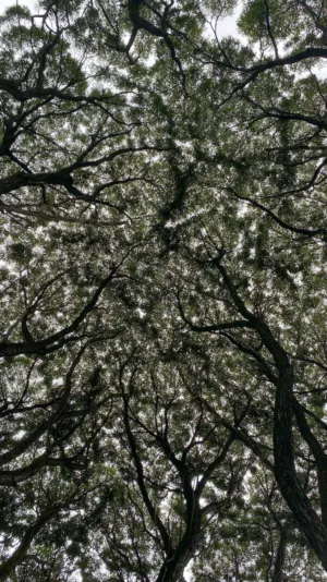 Tall Trees