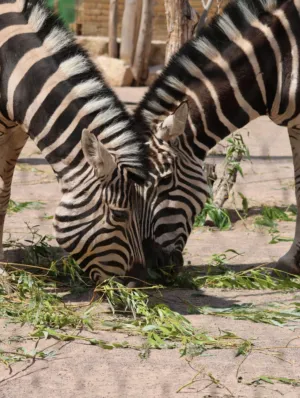 Zebra Grazing