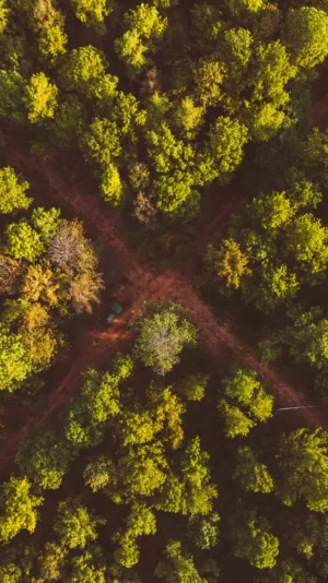 Forest Aerial View