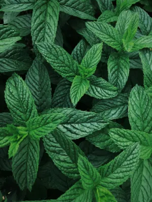 Mint Leaves