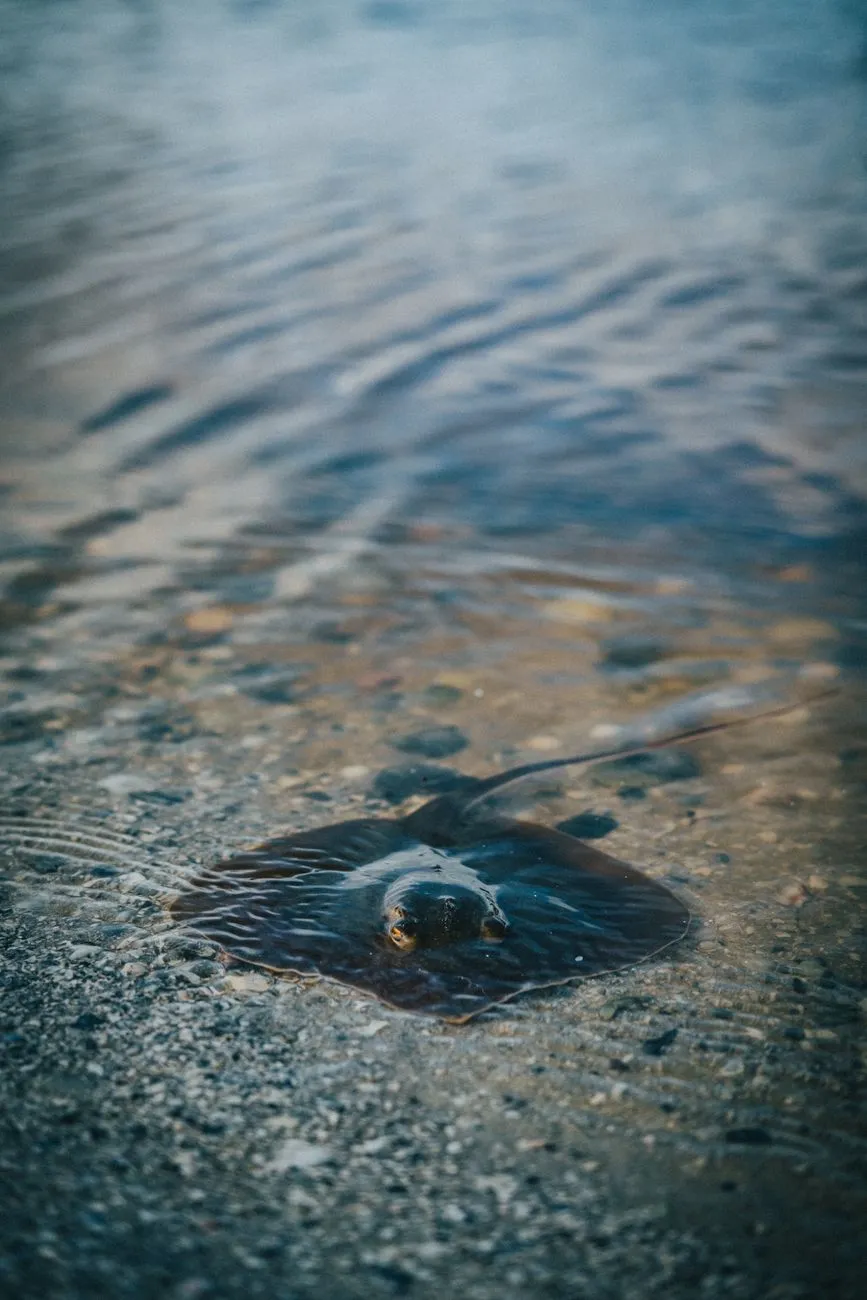 Ray In Shallow Water