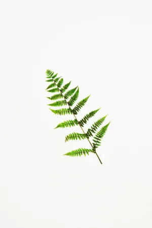 Fern Leaf