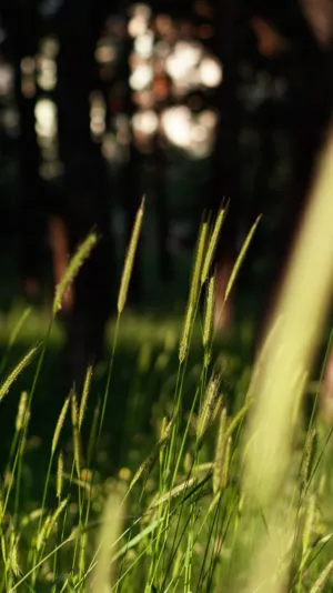 Sunlit Grass