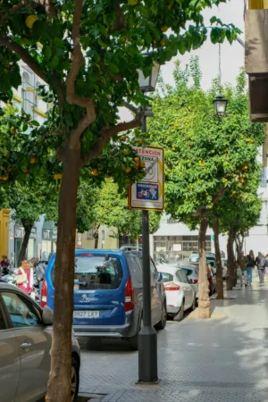 Street Scene With Orange Trees