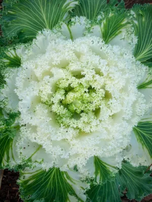 Cabbage Plant
