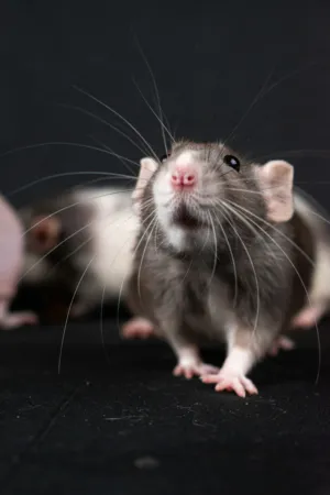 Adorable Rat