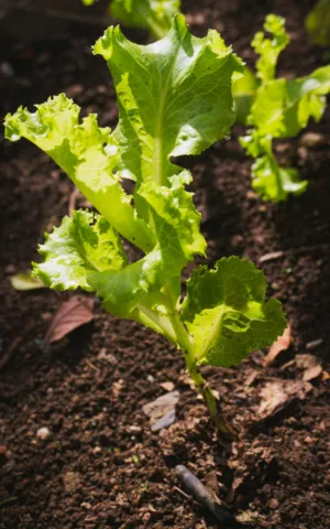 Lettuce Plant
