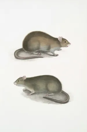 Rat Illustration
