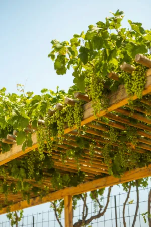 Grapevine Trellis