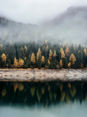 Autumn Forest Reflection