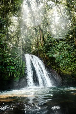 Rainforest Waterfall