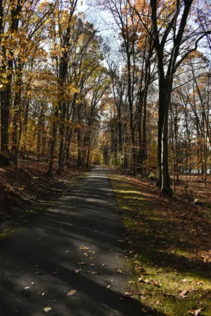 Autumnal Path