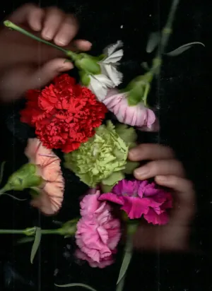 Colorful Carnations
