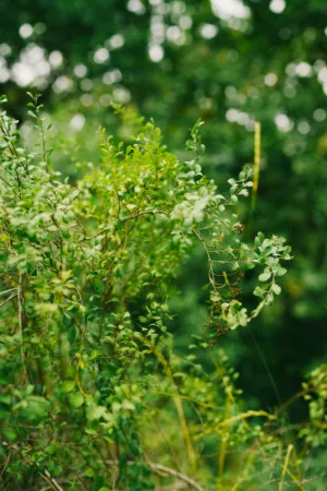 Greenery