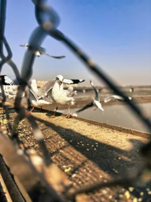Seagulls On A Bridge