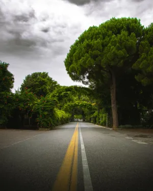 Tree-Lined Street
