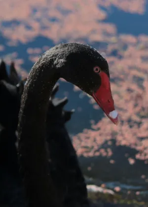 Black Swan
