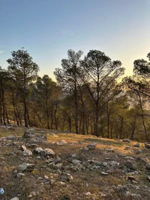 Sunset In The Forest
