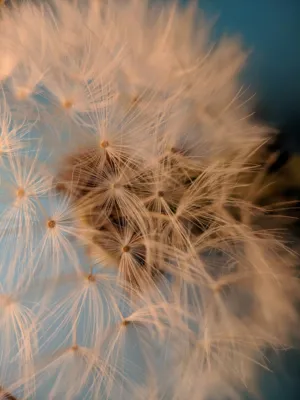 Dandelion Seeds