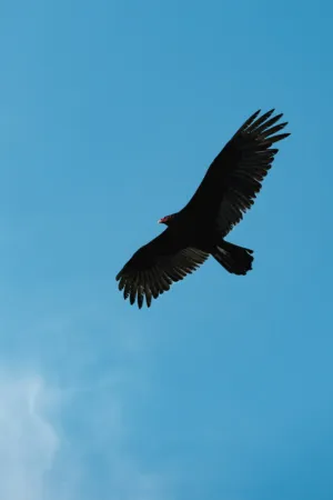 Turkey Vulture In Flight