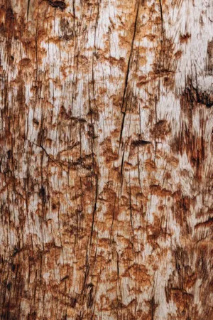 Wooden Texture