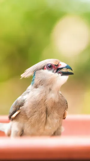 Bird In Profile