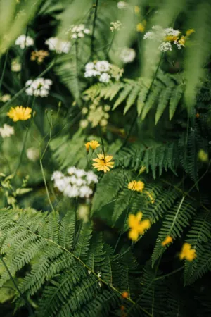 Wildflower Garden