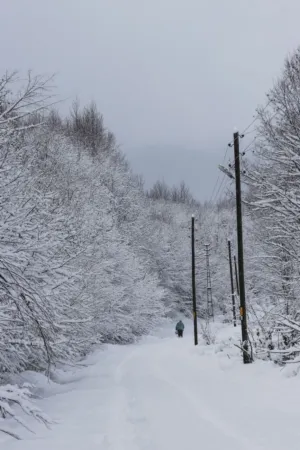 Snowy Path