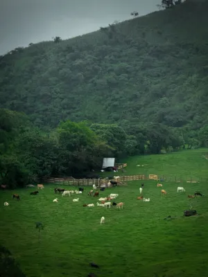 Green Pastures