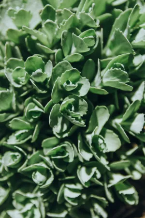 Green Succulent Plant