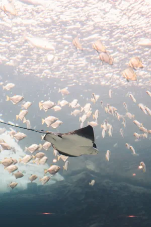 Underwater Scene