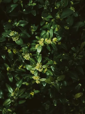 Greenery And Flowers