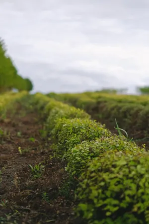Green Hedge