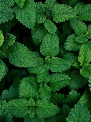Green Leafy Plant