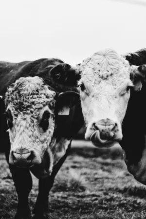 Black And White Cows
