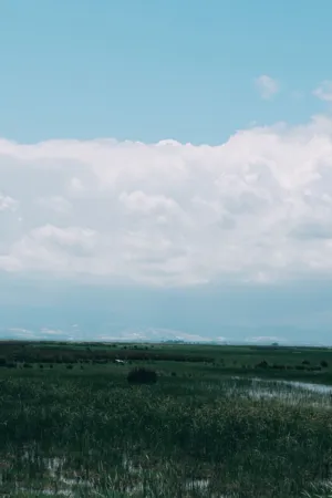 Green Fields And Cloudy Sky