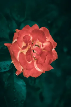 Red Rose