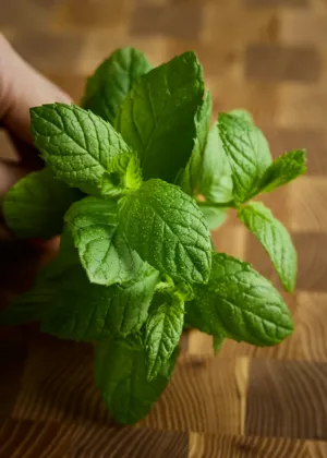 Fresh Mint Leaves