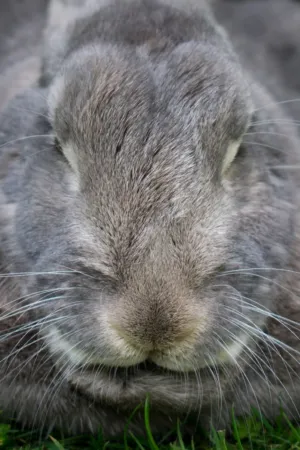 Gray Rabbit