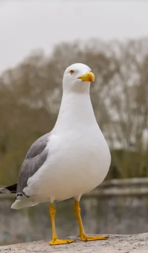 Seagull Portrait